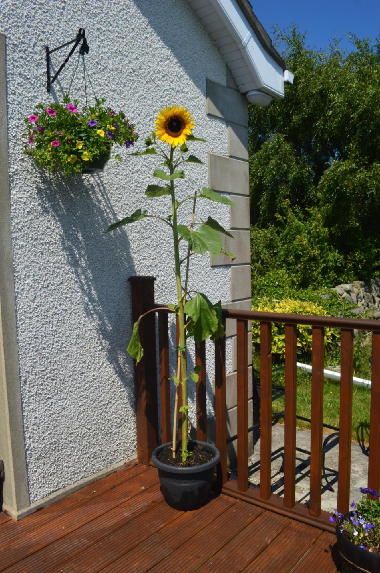 Carrick Cove Self Contained Accomodation With Private Decking Annalong Εξωτερικό φωτογραφία